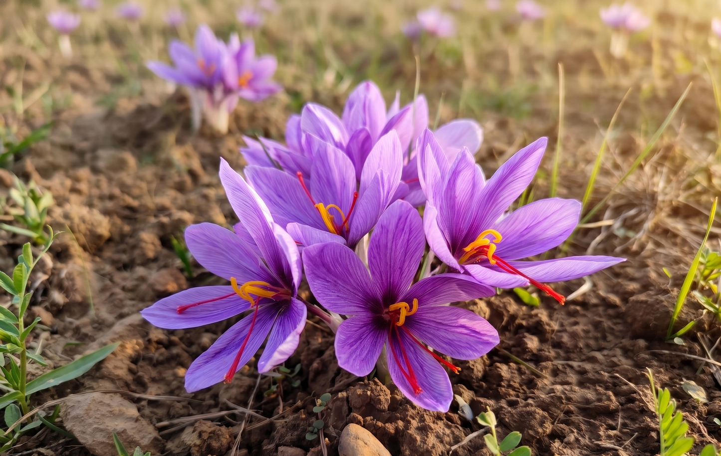 Authentic Kashmiri Saffron (Kesar)