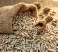 Sunflower seeds spilling from burlap sack with wooden scoop, rustic dry fruit display